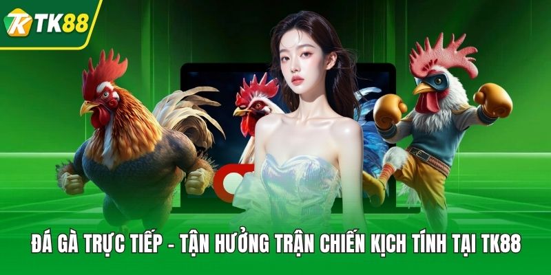 Đá Gà Trực Tiếp - Tận Hưởng Trận Chiến Kịch Tính Tại TK88 - nepiju.icu